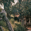 Jungle Cruise Natives, 1959