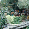 Jungle Cruise Natives, June 1966