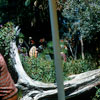 Jungle Cruise Natives, July 1960