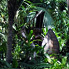 Jungle Cruise native area, September 2008