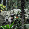 Jungle Cruise native area, February 2010