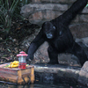 Safari Outpost, September 2007