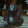 Jungle Cruise, October 2007