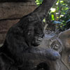 Jungle Cruise Safari Outpost photo, June 2008