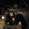 Jungle Cruise Safari Outpost photo, November 2010