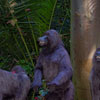 Safari Outpost, July 2007