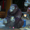 Safari Outpost, August 2007