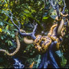 Disneyland Jungle Cruise python photo, November 1978