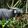 Jungle Cruise water buffalo, May 2008