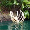 Jungle Cruise, April 2008