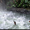 Jungle Cruise Python photo, February 2010