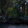 Water Buffaloes, May 2007