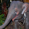 Baby elephant, May 2007