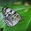 Key West Butterfly Conservatory, August 2010