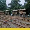 Knott's Berry Farm 1956