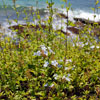 Laguna Beach, August 2007