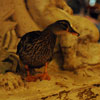 Peabody Hotel photo, October 2009