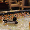 Peabody Hotel photo, October 2009