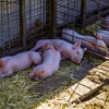 Sonka Ranch, Myrtle Creek, Oregon, July 2003 photo