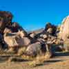 Joshua Tree, January 2020