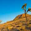 Joshua Tree, January 2020