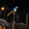 Exit of the Pirates of the Caribbean, December 2011