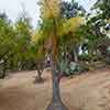 Balboa Park Cactus Garden, August 2024