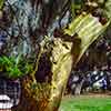 Tree in Colonial Park Cemetery in Savannah