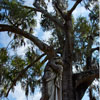 Laurel Grove Cemetery in Savannah, Georgia November 2012