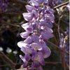 Low House Wisteria in Savannah