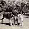 Shirley Temple at home with her dog and fawn, October 1938