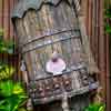 Disneyland Enchanted Tiki Room Courtyard December 2016