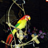 Disneyland Enchanted Tiki Room Show December 2005