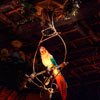 Disneyland Enchanted Tiki Room show July 2012