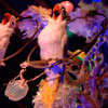 Disneyland Enchanted Tiki Room show July 2012