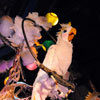 Enchanted Tiki Room Courtyard, November 2009