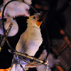 Enchanted Tiki Room Interior, January 2009