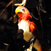 Enchanted Tiki Room Interior, January 2009