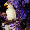 Enchanted Tiki Room Courtyard, October 2010