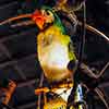 Disneyland Enchanted Tiki Room Interior, July 2008