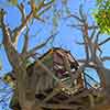 Disneyland Tom Sawyer Island Treehouse, February 2007