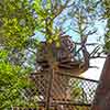 Disneyland Tom Sawyer Island Treehouse, February 2007