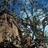 Disneyland Tom Sawyer Island Treehouse October 1959