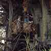 Disneyland Swiss Family Robinson Tree House, 1965