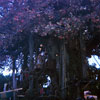 Swiss Family Robinson Treehouse  June 1969