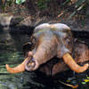 Elephant pool, May 2008