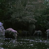 Disneyland Jungle Cruise Elephant Pool photo, October 1970