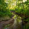 Sharp's Wood Preserve, Berwyn, Pennsylvania, June 2014