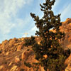 Mt. Rubidoux in Riverside, Califoria March 2012