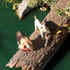 Indian boy and dog, January 2007